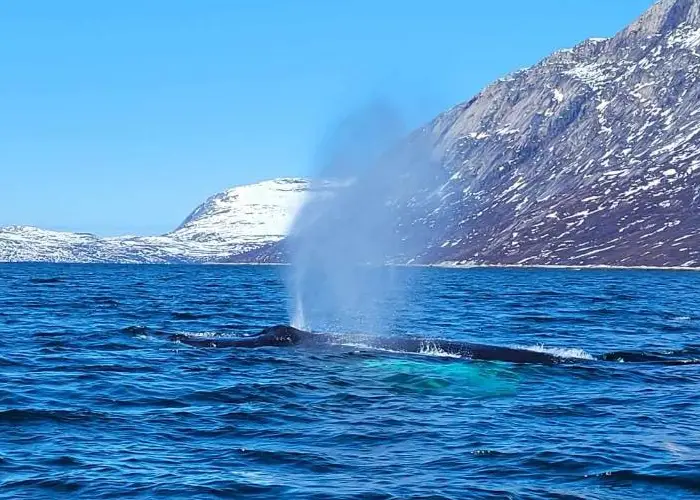 Whale Safari Greenland Cruises Whale Safari