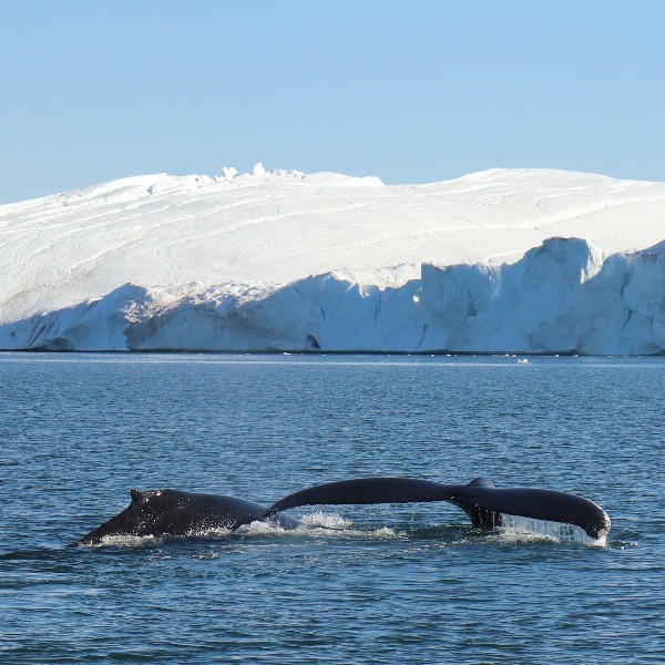 Go on a whale safari with Ilulissat Tours and see the animals up close. It can definitely be recommended.