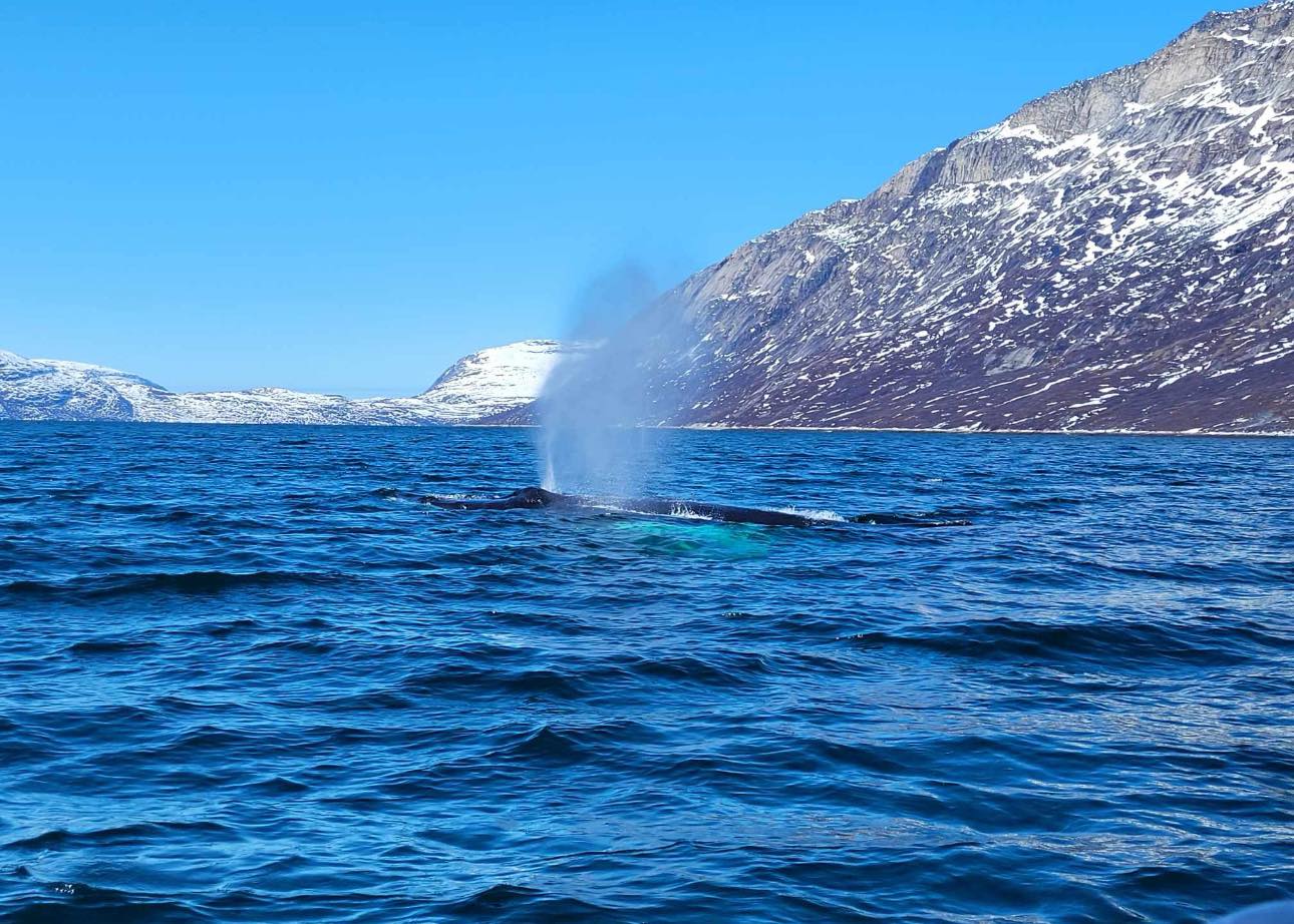 Come on an unforgettable whale watching tour with Greenland Cruises