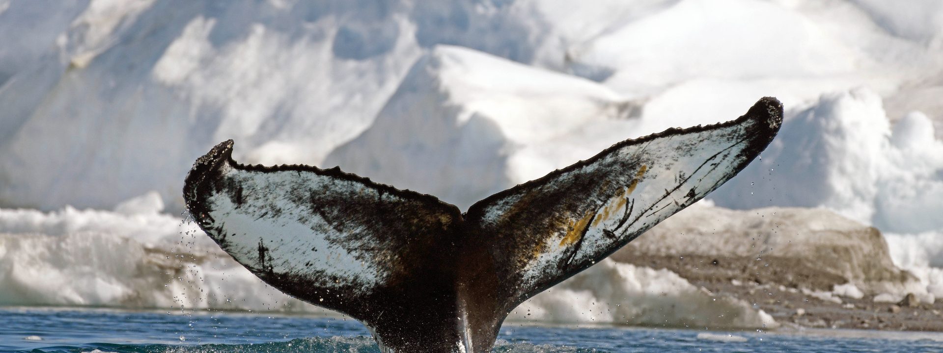 Oplev hvalsafari i Nuuk fjord